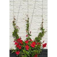 Nature Draadset voor klimplanten 10 meter - thumbnail