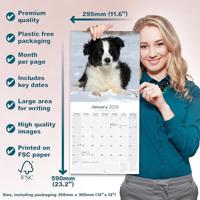 Border Collie Kalender Puppies 2026 - thumbnail