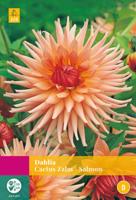 Dahlia Cactus Zalm Bloembol JUB 3 bollen - Jub - thumbnail