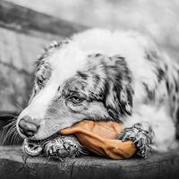 Pet Qwerks Pig Ear M - thumbnail