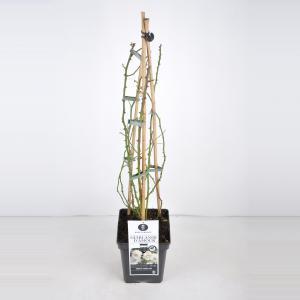 Rambler klimroos (rosa rambler "Guirlande d'Amour"®) - C5 - 1 stuks