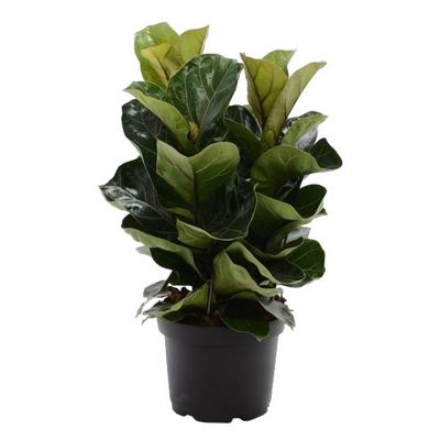 Ficus Lyrata Bambino (3 toeven) - P 21 cm