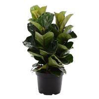 Ficus Lyrata Bambino (3 toeven) - P 21 cm - thumbnail