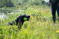 Dog Comets Meteor Werpstok roze L - thumbnail