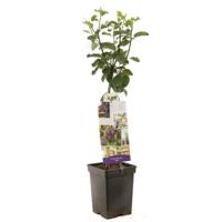 Pruimenboom (Prunus Domestica "Opal") fruitbomen - thumbnail