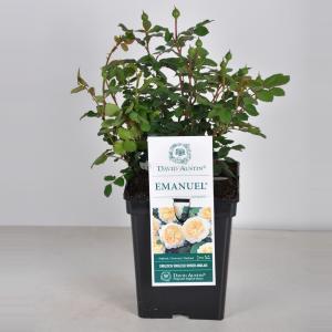 Engelse roos (rosa "Emanuel"®) - C5 - 1 stuks