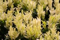 Japanse Kardinaalhoed - thumbnail