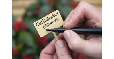 Moestuin Tuinstiften Watervast 2 stuks