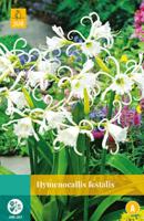 Hymenocallis Festalis Bloembol JUB 1 bol - Jub - thumbnail