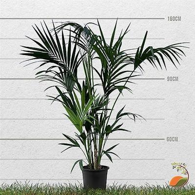 Palmboom - Kentiapalm Palmboom - Kentiapalm