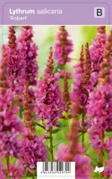 Vips Lythrum salicaria Robert - Kattenstaart - thumbnail