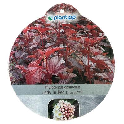 Physocarpus Lady in Red sierheester Warentuin Natuurlijk - Warentuin natuurlijk Physocarpus Lady in Red sierheester Warentuin Natuurlijk - Warentuin natuurlijk