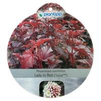 Physocarpus Lady in Red sierheester Warentuin Natuurlijk - Warentuin natuurlijk - thumbnail