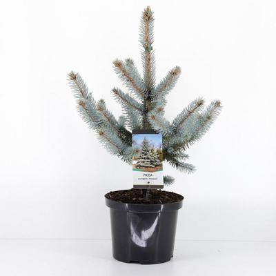 Picea pungens hoopsii 40-50 cm Conifeer Blauwe spar Warentuin Natuurlijk - Warentuin natuurlijk Picea pungens hoopsii 40-50 cm Conifeer Blauwe spar Warentuin Natuurlijk - Warentuin natuurlijk