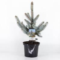 Picea pungens hoopsii 40-50 cm Conifeer Blauwe spar Warentuin Natuurlijk - Warentuin natuurlijk - thumbnail