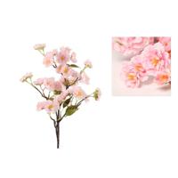Prunus tak Fim l59cm roze - thumbnail