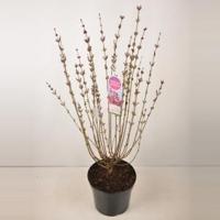 Dwergsering (syringa "Tinkerbelle"®) - 90-120 cm - 1 stuks - thumbnail