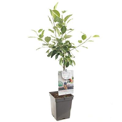 Appelboom James Grieve (malus domestica "James Grieve") fruitbomen