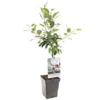 Appelboom James Grieve (malus domestica "James Grieve") fruitbomen - thumbnail