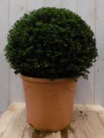 Taxus 30 cm Warentuin Natuurlijk - Warentuin natuurlijk - thumbnail