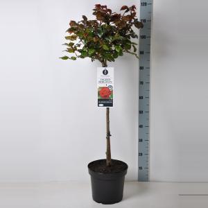 Grootbloemige roos op stam (rosa "Ingrid Bergman"®) - Op stam 70 cm - 1 stuks