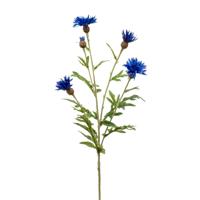 Centaurea - thumbnail