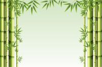 Fotobehang - Bos van Bamboe, Groen, Prachtige achtergrond, in 11 maten, incl behanglijm - thumbnail