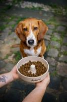 Voer Josera High Protein Vis 900 g - thumbnail