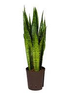 Sansevieria zeylanica M hydrocultuur plant - thumbnail