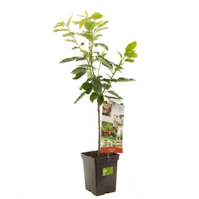 Prunus avium Regina Zoete kers Patio fruitplant Fruithof - Fruithof Prunus avium Regina Zoete kers Patio fruitplant Fruithof - Fruithof