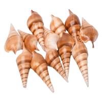 Colorations - zeeschelpen tibia, 400g - thumbnail