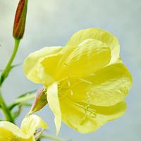 Evening Primrose Oog & Lip Contour - thumbnail