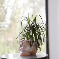 Skull plant pot - pink gradient - thumbnail