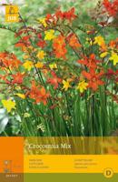 Crocosmia mix 20st bloembol zomer JUB - Jub - thumbnail