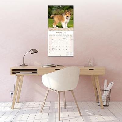 Shetland Sheepdog Calendar 2026 Square Dog Breed Wall Calendar - 16 Month