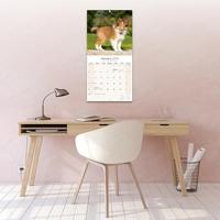 Shetland Sheepdog Kalender 2026 - thumbnail