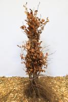 Groene beukenhaag - thumbnail