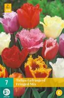 Tulpenbollen gefranjerd mix 7 bollen - thumbnail