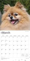 Pomeranian Kalender 2026 - thumbnail