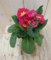 5 stuks! Vaste Plant Warentuin Primula Roze Geel Sleutelbloem Warentuin Natuurlijk - Warentuin natuurlijk - thumbnail