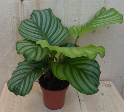 Calathea Orbifolia Pauwenplant groen blad gestreept 30 cm kamerplant Warentuin Natuurlijk - Warentuin natuurlijk