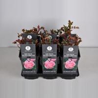 Grootbloemige roos (rosa "Queen Elizabeth") - thumbnail