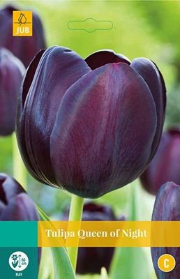 Bloembollen Tulipa Queen of Night 7st