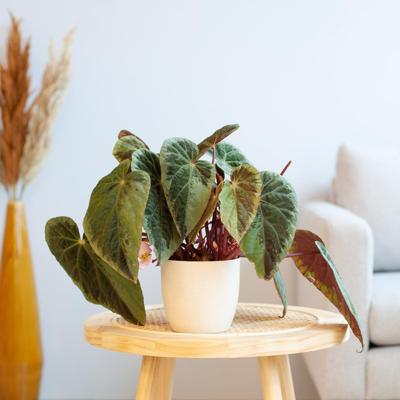 Begonia Burkillii - P12