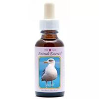 Animal Essences Seagull (zeemeeuw) 30 Milliliter - thumbnail