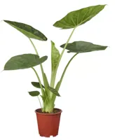 Kamerplant Alocasia Wentii ''Olifantsoor'' - thumbnail