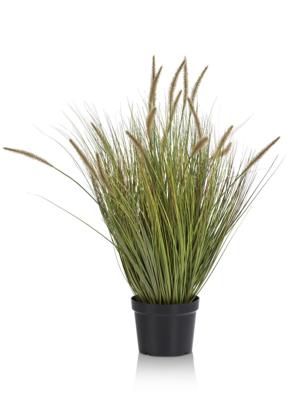 Grass plant H99cm