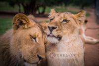 Schilderij - Leeuwen liefde - thumbnail