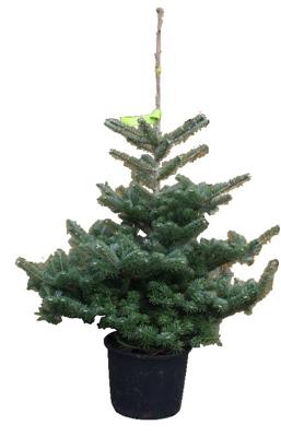 Kerstboom Warentuin Abies Koreana 40 - 60 cm in pot Warentuin Natuurlijk - Warentuin natuurlijk Kerstboom Warentuin Abies Koreana 40 - 60 cm in pot Warentuin Natuurlijk - Warentuin natuurlijk