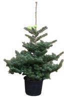Kerstboom Warentuin Abies Koreana 40 - 60 cm in pot Warentuin Natuurlijk - Warentuin natuurlijk - thumbnail